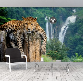 Picture of Leopard on waterfall background